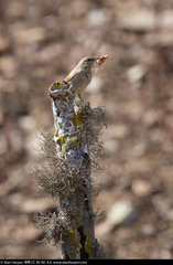 Salpinctes obsoletus tenuirostris