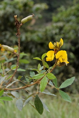 Crotalaria micans