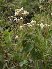 Fridericia florida