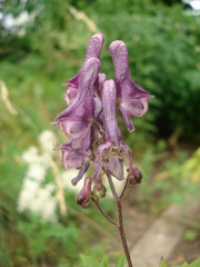 Aconitum moldavicum