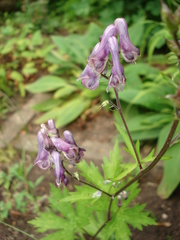Aconitum moldavicum