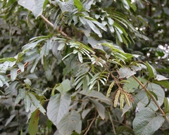 Piptadenia pteroclada