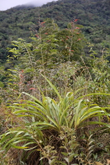 Pitcairnia paniculata
