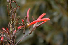 Pitcairnia paniculata