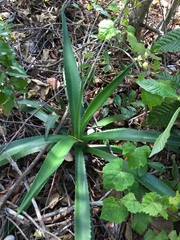 Agave decipiens