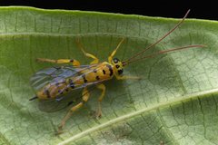 Xanthopimpla punctata