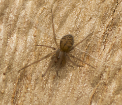 Scotospilus
