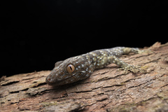 Gekko reevesii