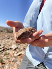 Egernia stokesii zellingi