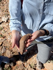 Egernia stokesii zellingi