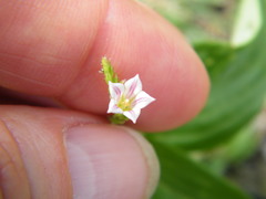 Spigelia anthelmia