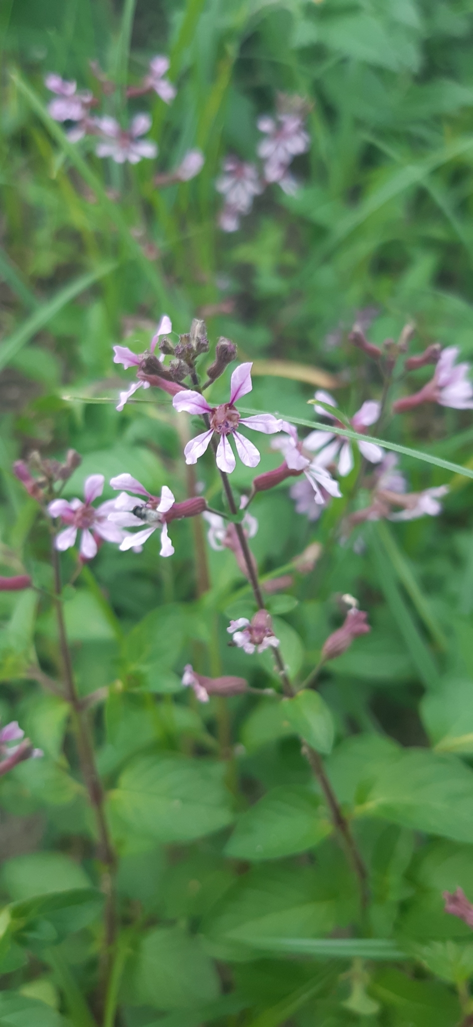 Cuphea racemosa