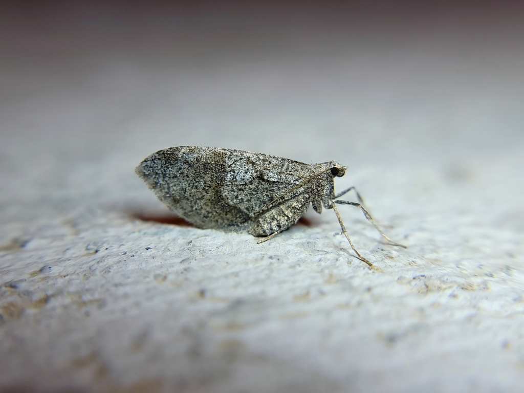 Stamnodes affiliata