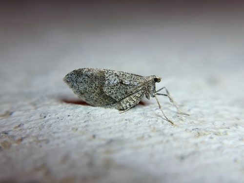 Stamnodes affiliata