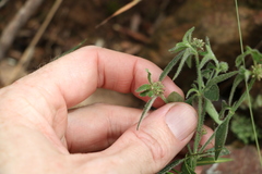 Opercularia hispida