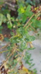 Erysiphe hyperici