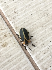 Mecistomela marginata