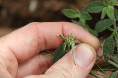 Opercularia hispida