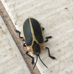 Mecistomela marginata