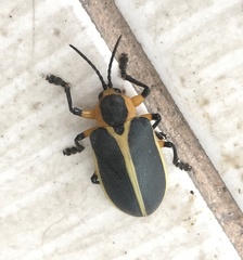 Mecistomela marginata