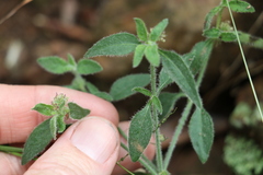 Opercularia hispida