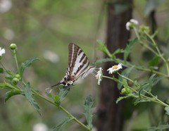 Protographium leosthenes