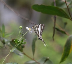 Protographium leosthenes