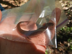 Pseudotriton montanus montanus