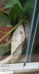 Correlophus ciliatus
