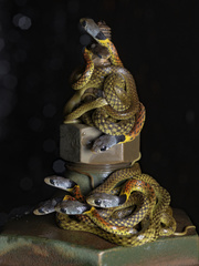 Heller's Red-Necked Keelback photo 1