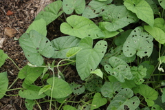 Ipomoea plebeia