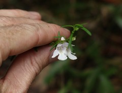 Prostanthera nivea