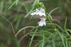 Prostanthera nivea