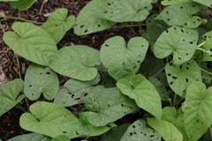 Ipomoea plebeia