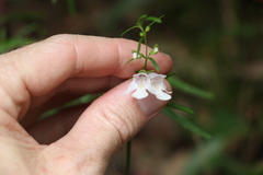 Prostanthera nivea