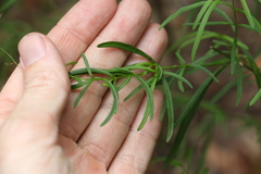 Prostanthera nivea