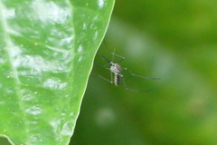 Armigeres subalbatus