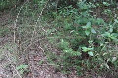 Prostanthera nivea