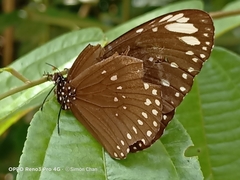 Euploea crameri bremeri