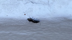 Phyllotreta nigripes