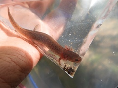 Pseudotriton montanus montanus