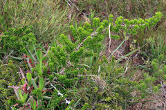 Asparagus crassicladus