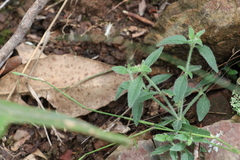 Opercularia hispida