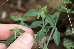 Opercularia hispida
