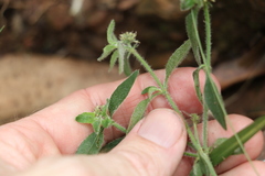 Opercularia hispida
