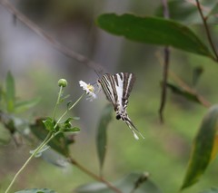 Protographium leosthenes