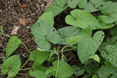 Ipomoea plebeia