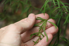 Prostanthera nivea