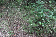Prostanthera nivea