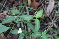 Aneilema biflorum